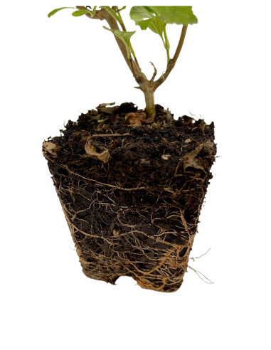 100 Piante di Lantana Camara Vaso 7cm-Piante Da Cespuglio|Mondo Piante