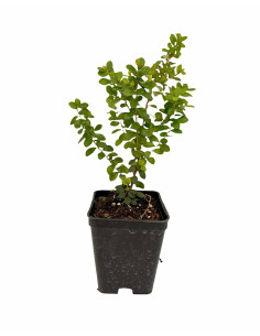 Kit 5 Piante Myrsine Africana Vaso 7 cm | Mondo Piante