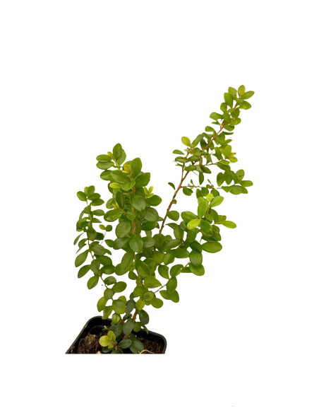 Kit 5 Piante Myrsine Africana Vaso 7 cm | Mondo Piante