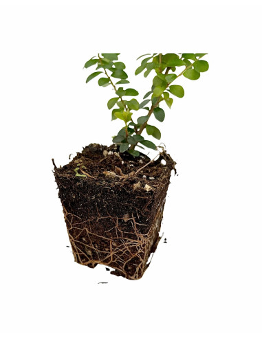Kit 5 Piante Myrsine Africana Vaso 7 cm | Mondo Piante