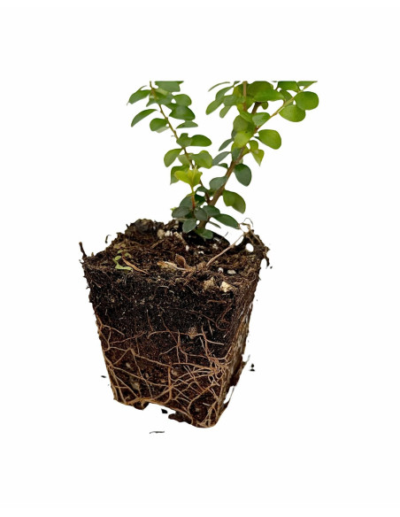 Kit 5 Piante Myrsine Africana Vaso 7 cm | Mondo Piante