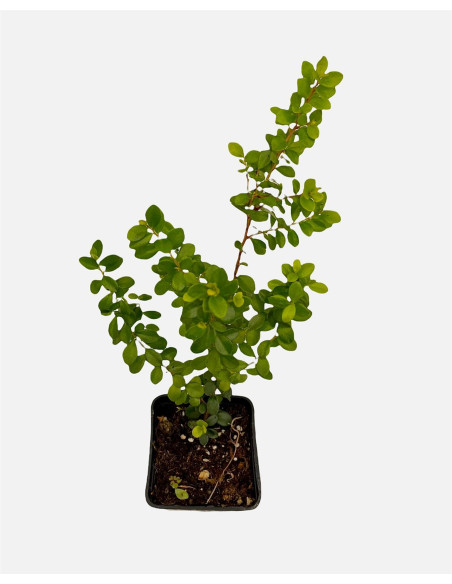 Kit 5 Piante Myrsine Africana Vaso 7 cm | Mondo Piante