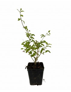 5 Piante Di Goji Lycium...