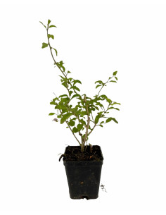 Kit 5 Piante Goji (Lycium barbarum) Vaso 7 cm | Mondo Piante