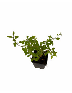 Kit 5 Piante Goji (Lycium barbarum) Vaso 7 cm | Mondo Piante 2