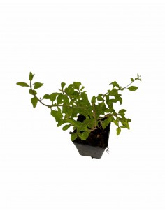 Rue Plant 2