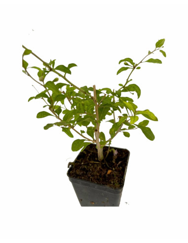 5 Piante Di Goji Lycium barbarum Vaso 7cm - Piante Online|Mondo Piante