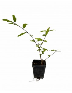 Pomegranate Flowering Plant 2