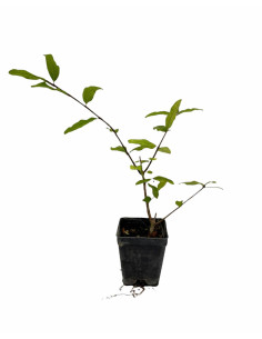Kit 5 Piante di Melograno Mollar De Elche Ornamentale Vaso 7cm | Mondo Piante