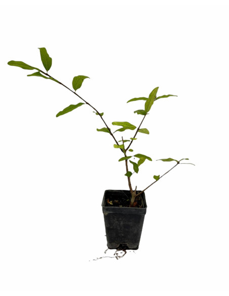 Kit 5 Piante di Melograno Mollar De Elche Ornamentale Vaso 7cm | Mondo Piante
