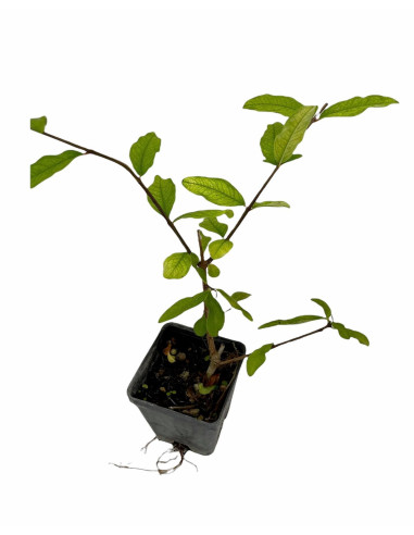 5 Piante di Melograno Mollar De Elche- Alberi da Frutto | Mondo Piante