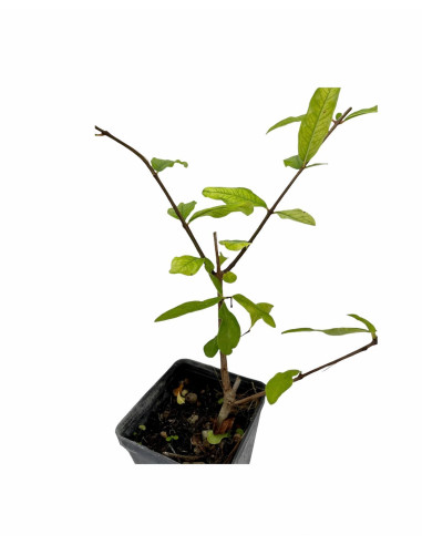 Albero Frutto Vaso 20cm Albero Di Melograno Mollar De Elche - Pianta Già Innestata Di 2 Anni In Vaso, Produzione Frutti Dolci Melograno Vaso 2 Anni