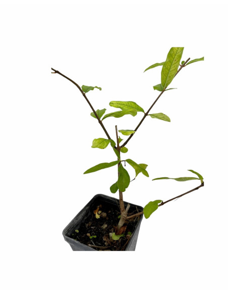 Kit 5 Piante di Melograno Mollar De Elche Ornamentale Vaso 7cm | Mondo Piante