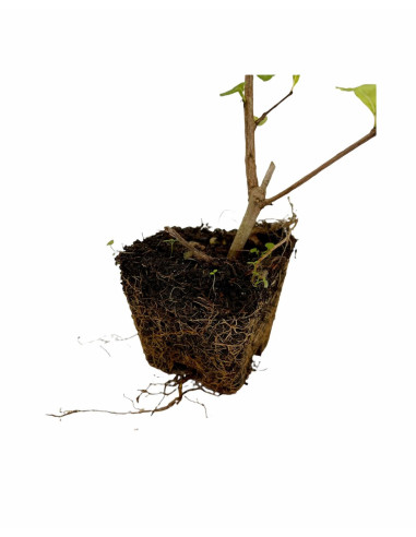 5 Piante di Melograno Mollar De Elche- Alberi da Frutto | Mondo Piante