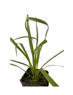 5 Piante di Yucca Vaso 7cm 2