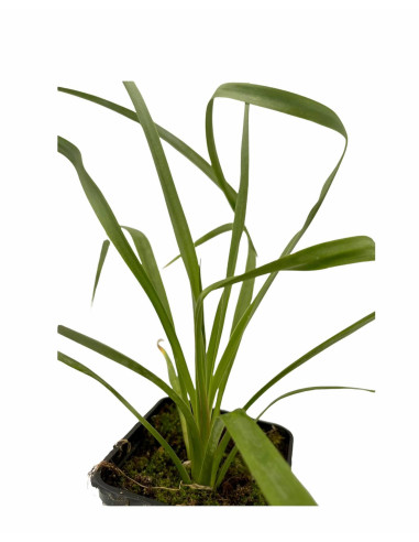 Yucca Plant for Sale - Bush Plants Online | Mondo Piante