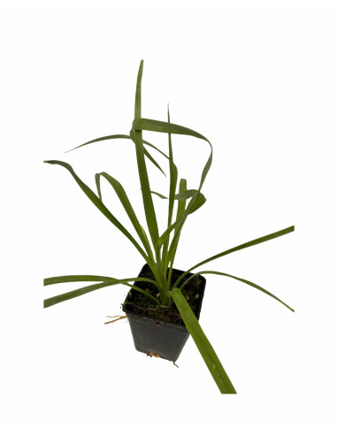 Vendita Pianta Yucca 7cm - Pianta Da Cespuglio|Vivaio Mondo Piante