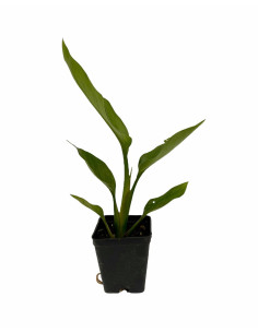 Kit 5 Piante Strelitzia Augusta Vaso 7cm | Mondo Piante 2