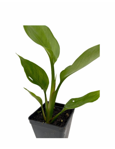 Kit 5 Piante Strelitzia Augusta Vaso 7cm | Mondo Piante