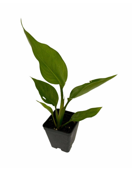 Kit 5 Piante Strelitzia Augusta Vaso 7cm | Mondo Piante