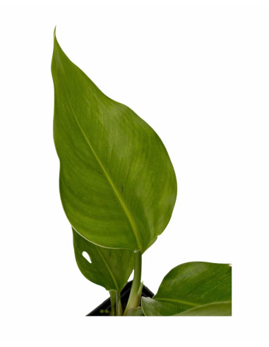 Kit 5 Piante Strelitzia Augusta Vaso 7cm | Mondo Piante