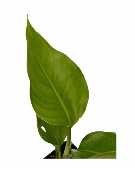 Kit 5 Piante Strelitzia Augusta Vaso 7cm | Mondo Piante