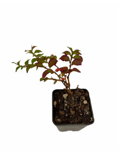 Kit 5 Piante Polygonum Capitatum Vaso 7 cm: Vendita | Mondo Piante
