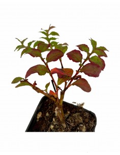 Polygonum Capitatum Plant 2