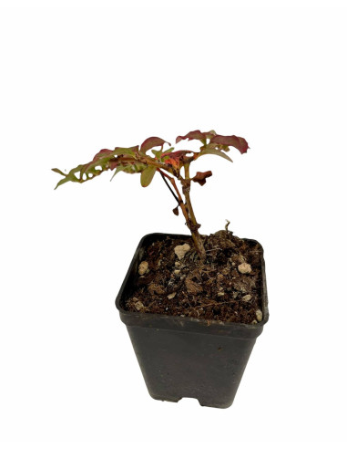 5 Piante di Polygonum Capitatum Vaso 7cm-Piante Cespuglio|Mondo Piante