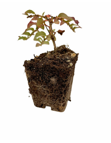 5 Piante di Polygonum Capitatum Vaso 7cm-Piante Cespuglio|Mondo Piante