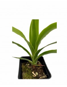 Pianta Dracaena Draco Vaso 7cm 2