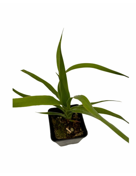 Pianta Dracaena Draco Vaso 7cm | Albero del Drago | Mondo Piante