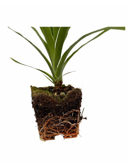 Pianta Dracaena Draco Vaso 7cm | Albero del Drago | Mondo Piante