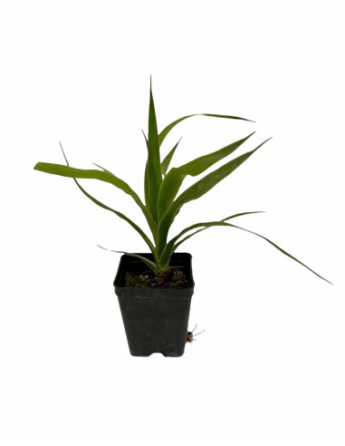 Pianta Dracaena Draco Vaso 7cm | Albero del Drago | Mondo Piante