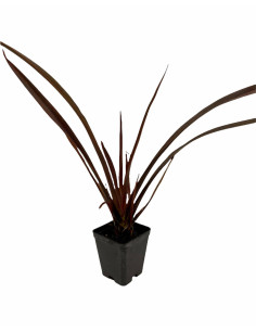 Pianta di Phormium | Piante Ornamentali | Mondo Piante 2