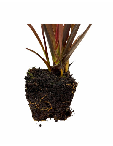 Pianta di Phormium | Piante Ornamentali | Mondo Piante