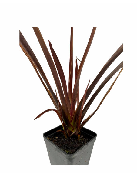 Pianta di Phormium | Piante Ornamentali | Mondo Piante