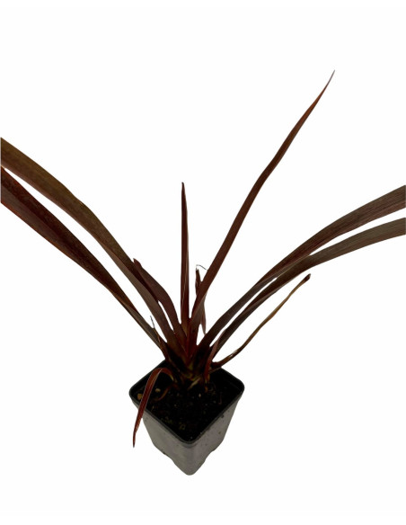 Pianta di Phormium | Piante Ornamentali | Mondo Piante