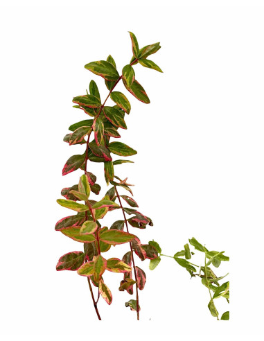 5 Piante di Iperico Tricolor Vaso 7cm - Pianta Cespuglio|Mondo Piante