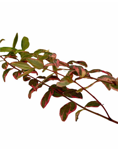 5 Piante di Iperico Tricolor Vaso 7cm - Pianta Cespuglio|Mondo Piante