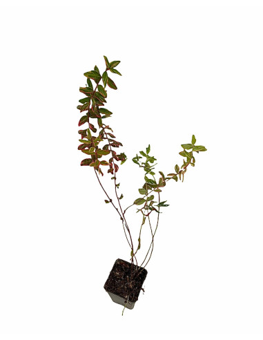 Hypericum Tricolor Plant for Sale - Bush Plants Online | Mondo Piante