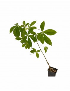 Albero di Chorisia