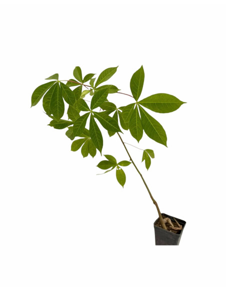 Pianta Chorisia (Ceiba Speciosa): Vendita Online | Mondo Piante
