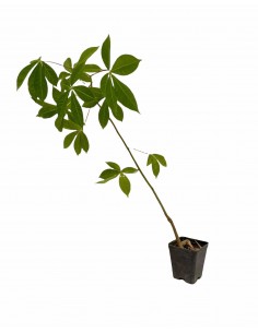 Albero di Chorisia 2