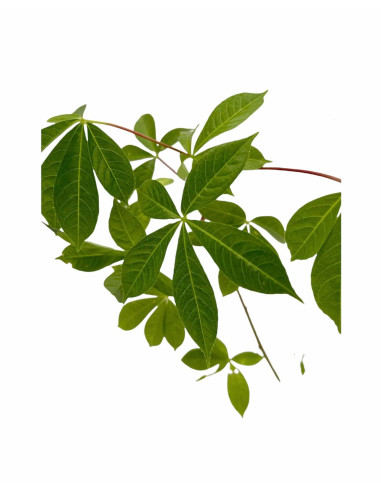 Pianta Chorisia (Ceiba Speciosa): Vendita Online | Mondo Piante