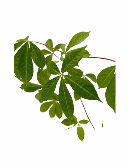 Pianta Chorisia (Ceiba Speciosa): Vendita Online | Mondo Piante