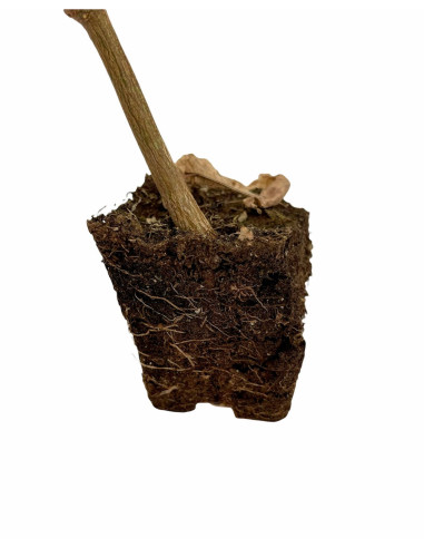 Vendita Albero di Chorisia - Alberi da Giardino OnLine | Mondo Piante