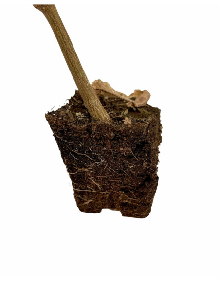 Pianta Chorisia (Ceiba Speciosa): Vendita Online | Mondo Piante