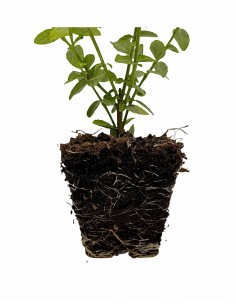 5 Piante di Euonymus... 2