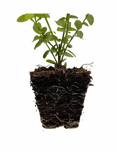 5 Piante Euonymus Emerald Gold Vaso 7cm-Piante Da Siepe|Mondo Piante